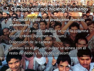7. Cambios que nos hicieron humanos
• B. Caminar Ergido -> se produjeron cambios
anatómicos.
- Cambio en la zona en la que se una la columna
con el craneo (foramen magnum).
- Disposición de la cadera.
- Cambios en el pie -> el pulgar se alinea con el
resto de dedos y los dedos se acorta.
 