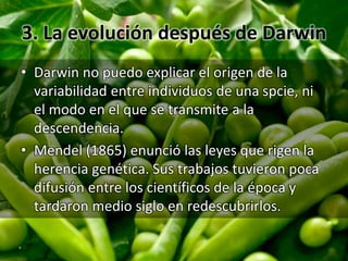 3. La evolución después de Darwin
• Darwin no puedo explicar el origen de la
variabilidad entre individuos de una spcie, ni
el modo en el que se transmite a la
descendencia.
• Mendel (1865) enunció las leyes que rigen la
herencia genética. Sus trabajos tuvieron poca
difusión entre los científicos de la época y
tardaron medio siglo en redescubrirlos.
 