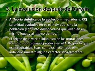 3. La evolución después de Darwin
• A. Teoría sintética de la evolución (mediados s. XX)
- La unidad evolutiva no es el individuo, sino la
población (conjunto de individuos que viven en el
mismo lugar y al mismo tiempo.).
- El origen de la variabilidad está en las mutaciones
(cambio súbito que se produce en el ADN, por lo que
es hereditable). Estos cambios hacen que el
individuo muestre alguna característica diferente.
 