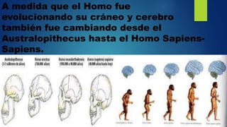 A medida que el Homo fue
evolucionando su cráneo y cerebro
también fue cambiando desde el
Australopithecus hasta el Homo Sapiens-
Sapiens.
 
