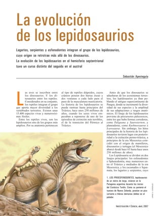 La evolución
de los lepidosaurios
Lagartos, serpientes y esfenodontes integran el grupo de los lepidosaurios,
cuyo origen se retrotrae más allá de los dinosaurios.
La evolución de los lepidosaurios en el hemisferio septentrional
tuvo un curso distinto del seguido en el austral

                                                                                                 Sebastián Apesteguía



        as aves se inscriben entre       al tipo de reptiles diápsidos, cuyos       Antes de que los dinosaurios se



L       los dinosaurios. Y los di-
        nosaurios entre los reptiles.
        Considerados en su conjunto,
        los reptiles integran el grupo
que aporta mayor diversidad a los
vertebrados terrestres. Existen unas
15.400 especies vivas y numerosísi-
                                         cráneos poseen dos barras óseas y
                                         dos ventanas a cada lado para el
                                         paso de la musculatura masticatoria.
                                         La historia de los lepidosaurios se
                                         puede rastrear hasta principios del
                                         Triásico, hace unos 250 millones de
                                         años, cuando los seres vivos em-
                                                                                 adueñaran de los ecosistemas terres-
                                                                                 tres, los lepidosaurios ya iban po-
                                                                                 blando el antiguo supercontinente de
                                                                                 Pangea, donde se incrementó la diver-
                                                                                 sidad de sus especies y la amplitud
                                                                                 de sus adaptaciones y rasgos anató-
                                                                                 micos. El linaje de los lepidosaurios
mas fósiles.                             pezaban a reponerse de uno de los       proviene de precursores paleozoicos,
  Entre los reptiles vivos, son los      episodios de extinción más terribles,   entre los que hubo formas corredoras,
lepidosaurios uno de los grupos más      el de la transición del Pérmico al      como Paliguana y Saurosternon, y
amplios. Por su anatomía pertenecen      Triásico.                               planeadoras, como Kuehneosaurus e
                                                                                 Icarosaurus. Sin embargo, los hitos
                                                                                 principales de la historia de los lepi-
                                                                                 dosaurios tuvieron lugar con posterio-
                                                                                 ridad a la extinción permo-triásica, a
                                                                                 principios de la era Mesozoica coin-
                                                                                 cidió con el origen de mamíferos,
                                                                                 dinosaurios y tortugas (el Mesozoico
                                                                                 abarcó desde hace 65 hasta hace unos
                                                                                 250 millones de años).
                                                                                    Los Lepidosauria se dividen en dos
                                                                                 linajes principales: los esfenodontes
                                                                                 o Sphenodontia, muy numerosos en-
                                                                                 tre el Triásico y mediados de la era
                                                                                 Mesozoica, y los escamados o Squa-
                                                                                 mata, los lagartos y serpientes, cuyo

                                                                                 1. LOS PRIOESFENODONTES, lepidosaurios
                                                                                 de un metro de largo, vivieron en la
                                                                                 Patagonia argentina durante los inicios
                                                                                                                                 JORGE A. GONZALEZ




                                                                                 del Cretácico Tardío. Como su pariente el
                                                                                 tuatara de Nueva Zelanda, poseían un pico
                                                                                 cortante e hileras dentarias dobles en el
                                                                                 paladar.


54                                                                                        INVESTIGACIÓN Y CIENCIA, abril, 2007
 