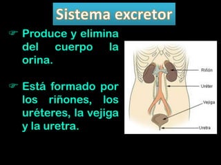  Produce y elimina
del cuerpo la
orina.
 Está formado por
los riñones, los
uréteres, la vejiga
y la uretra.
 