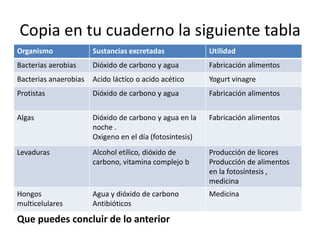 Copia en tu cuaderno la siguiente tabla
Organismo Sustancias excretadas Utilidad
Bacterias aerobias Dióxido de carbono y agua Fabricación alimentos
Bacterias anaerobias Acido láctico o acido acético Yogurt vinagre
Protistas Dióxido de carbono y agua Fabricación alimentos
Algas Dióxido de carbono y agua en la
noche .
Oxigeno en el día (fotosíntesis)
Fabricación alimentos
Levaduras Alcohol etílico, dióxido de
carbono, vitamina complejo b
Producción de licores
Producción de alimentos
en la fotosíntesis ,
medicina
Hongos
multicelulares
Agua y dióxido de carbono
Antibióticos
Medicina
Que puedes concluir de lo anterior
 