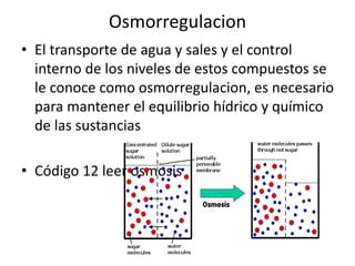 Osmorregulacion
• El transporte de agua y sales y el control
interno de los niveles de estos compuestos se
le conoce como osmorregulacion, es necesario
para mantener el equilibrio hídrico y químico
de las sustancias
• Código 12 leer osmosis
 