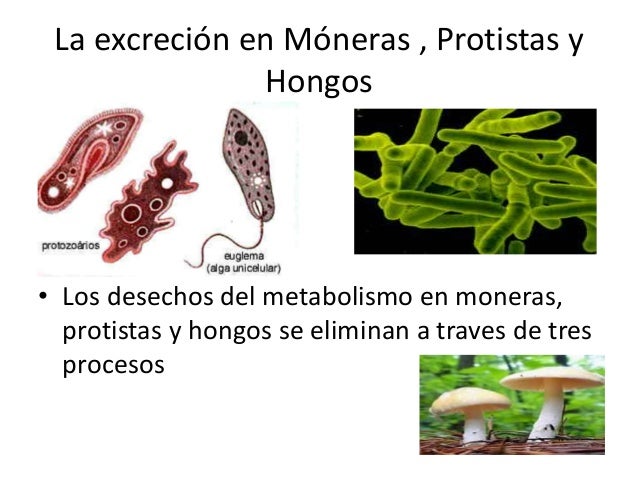 La excreción