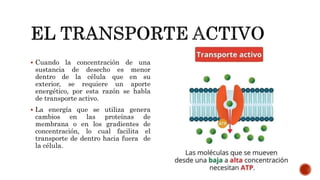 Cuando la concentración de una
sustancia de desecho es menor
dentro de la célula que en su
exterior, se requiere un aporte
energético, por esta razón se habla
de transporte activo.
 La energía que se utiliza genera
cambios en las proteínas de
membrana o en los gradientes de
concentración, lo cual facilita el
transporte de dentro hacia fuera de
la célula.
 