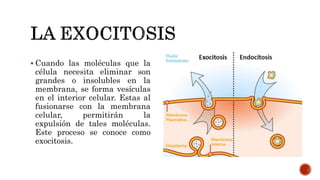  Cuando las moléculas que la
célula necesita eliminar son
grandes o insolubles en la
membrana, se forma vesículas
en el interior celular. Estas al
fusionarse con la membrana
celular, permitirán la
expulsión de tales moléculas.
Este proceso se conoce como
exocitosis.
 