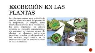Las plantas excretan agua y dióxido de
carbono, como resultado del proceso de
la respiración, y oxígeno, como
resultado del proceso de la fotosíntesis.
En estos organismos no existen
sistemas de excreción especializados,
sin embargo, en algunos grupos de
plantas se observan estructuras
especiales como las glándulas de sal o
las lenticelas cuya función es la
excreción de sales en ambientes ricos
en estas sustancias.
 