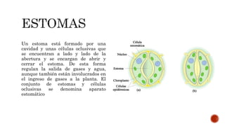 Un estoma está formado por una
cavidad y unas células oclusivas que
se encuentran a lado y lado de la
abertura y se encargan de abrir y
cerrar el estoma. De esta forma
regulan la salida de gases y agua,
aunque también están involucrados en
el ingreso de gases a la planta. El
conjunto de estomas y células
oclusivas se denomina aparato
estomático
 