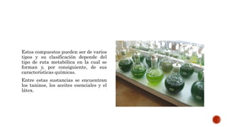 Estos compuestos pueden ser de varios
tipos y su clasificación depende del
tipo de ruta metabólica en la cual se
forman y, por consiguiente, de sus
características químicas.
Entre estas sustancias se encuentran
los taninos, los aceites esenciales y el
látex.
 
