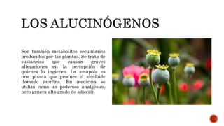Son también metabolitos secundarios
producidos por las plantas. Se trata de
sustancias que causan graves
alteraciones en la percepción de
quienes lo ingieren. La amapola es
una planta que produce el alcaloide
llamado morfina. En medicina se
utiliza como un poderoso analgésico,
pero genera alto grado de adicción
 