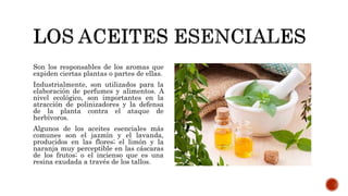 Son los responsables de los aromas que
expiden ciertas plantas o partes de ellas.
Industrialmente, son utilizados para la
elaboración de perfumes y alimentos. A
nivel ecológico, son importantes en la
atracción de polinizadores y la defensa
de la planta contra el ataque de
herbívoros.
Algunos de los aceites esenciales más
comunes son el jazmín y el lavanda,
producidos en las flores; el limón y la
naranja muy perceptible en las cáscaras
de los frutos; o el incienso que es una
resina exudada a través de los tallos.
 