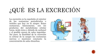 La excreción es la expulsión al exterior
de las sustancias perjudiciales o
inútiles que hay en la sangre. Estas
sustancias, básicamente, son los
productos del metabolismo celular
(urea, ácido úrico y dióxido de carbono)
y el posible exceso de sales ingeridas.
Así pues, la finalidad de la excreción
es retirar de la sangre las sustancias
nocivas y mantener constante la
concentración de sales disueltas.
 