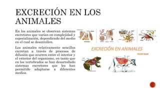 En los animales se observan sistemas
excretores que varían en complejidad y
especialización, dependiendo del medio
en el cual se desarrollen.
Los animales relativamente sencillos
excretan a través de procesos de
difusión que ocurren entre el interior y
el exterior del organismo, en tanto que
en los vertebrados se han desarrollado
sistemas excretores que les han
permitido adaptarse a diferentes
medios.
 