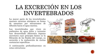 La mayor parte de los invertebrados
marinos excretan nitrógeno en forma
de amoníaco por mecanismos de
difusión hacia el agua marina.
Los invertebrados que viven en
ambientes de agua dulce y terrestre
han desarrollado diferentes órganos
excretores cuyo principio básico es la
filtración de los fluidos del cuerpo, su
secreción y la reabsorción de ciertas
sustancias específicas.
A continuación profundizaremos en
estas estructuras
 