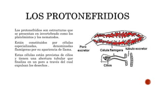Los protonefridios son estructuras que
se presentan en invertebrado como los
platelmintos y los nematodos.
Están constituidos por células
especializadas, denominadas
flamígeras por su apariencia de llama.
Estas células están provistas de cilios
y tienen una abertura tubular que
finaliza en un poro a través del cual
expulsan los desechos .
 