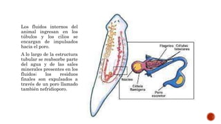 Los fluidos internos del
animal ingresan en los
túbulos y los cilios se
encargan de impulsados
hacia el poro.
A lo largo de la estructura
tubular se reabsorbe parte
del agua y de las sales
minerales presentes en los
fluidos; los residuos
finales son expulsados a
través de un poro llamado
también nefridioporo.
 