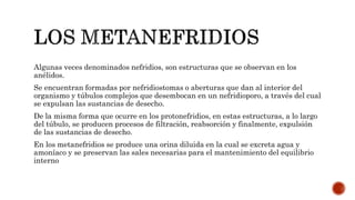 Algunas veces denominados nefridios, son estructuras que se observan en los
anélidos.
Se encuentran formadas por nefridiostomas o aberturas que dan al interior del
organismo y túbulos complejos que desembocan en un nefridioporo, a través del cual
se expulsan las sustancias de desecho.
De la misma forma que ocurre en los protonefridios, en estas estructuras, a lo largo
del túbulo, se producen procesos de filtración, reabsorción y finalmente, expulsión
de las sustancias de desecho.
En los metanefridios se produce una orina diluida en la cual se excreta agua y
amoníaco y se preservan las sales necesarias para el mantenimiento del equilibrio
interno
 
