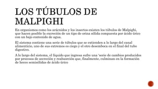 En organismos como los arácnidos y los insectos existen los túbulos de Malpighi,
que hacen posible la excreción de un tipo de orina sólida compuesta por ácido úrico
con un bajo contenido de agua.
El sistema contiene una serie de túbulos que se extienden a lo largo del canal
alimenticio, uno de sus extremos es ciego y el otro desemboca en el final del tubo
digestivo.
A lo largo del sistema, el líquido que ingresa sufre una 'serie de cambios producidos
por procesos de secreción y reabsorción que, finalmente, culminan en la formación
de heces semisólidas de ácido úrico
 