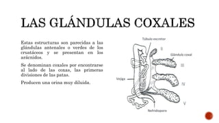 Estas estructuras son parecidas a las
glándulas antenales o verdes de los
crustáceos y se presentan en los
arácnidos.
Se denominan coxales por encontrarse
al lado de las coxas, las primeras
divisiones de las patas.
Producen una orina muy diluida.
 