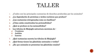 1. ¿Cuáles son las principales sustancias de desechos producidas por los animales?
2. ¿La degradación de proteínas y ácidos nucleicos que produce?
3. ¿Las sustancias nitrogenadas como se clasifican?
4. ¿Cómo están constituidos los protonefridios?
5. ¿Qué se produce en los metanefridios?
6. Los túbulos de Malpighi estructura excretora de :
a) Crustáceos
b) Anélidos
c) Insectos
7. ¿Qué sustancias excreta los túbulos de Malpighi?
8. ¿Qué forma tienen las glándulas antenales o verdes?
9. ¿En que animales se presentan las glándulas coxales?
 