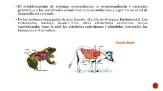  El establecimiento de sistemas especializados de osmorregulación y excreción
permitió que los vertebrados colonizaran nuevos ambientes y lograran un nivel de
desarrollo más elevado.
 De los sistemas encargados de esta función, el riñón es el órgano fundamental. Los
vertebrados también desarrollaron otras estructuras excretoras menos
especializadas como la piel, las glándulas sudoríparas y glándulas lacrimales, las
branquias y el intestino.
 