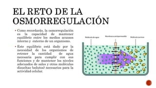  Como recordarás, la osmorregulación
es la capacidad de mantener
equilibrio entre los medios acuosos
interno y externo de un organismo.
 Este equilibrio está dado por la
necesidad de los organismos de
retener la cantidad de agua
necesaria para cumplir con sus
funciones y de mantener los niveles
adecuados de sales y otras moléculas
disueltas (solutos) necesarios para la
actividad celular.
 