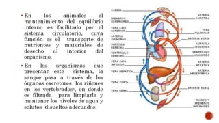  En los animales el
mantenimiento del equilibrio
interno es facilitado por el
sistema circulatorio, cuya
función es el transporte de
nutrientes y materiales de
desecho al interior del
organismo.
 En los organismos que
presentan este sistema, la
sangre pasa a través de los
órganos excretores los riñones
en los vertebrados-, en donde
es filtrada para limpiarla y
mantener los niveles de agua y
solutos disueltos adecuados.
 
