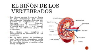  Los riñones son dos órganos en forma
de fríjol constituidos por células
especializadas llamadas nefronas que
facilitan el cumplimiento de las
funciones de filtración,
osmorregulación y reabsorción La
eficiencia entre uno y otro proceso
varía en los diferentes grupos de
organismos.
 Los riñones más complejos y
especializados se encuentran en los
mamíferos.
 En los otros grupos de vertebrados
estas funciones son compartidas con la
piel, la vejiga urinaria y las glándulas
de sal, estas últimas presentes en las
aves y los reptiles.
 