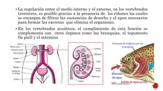  La regulación entre el medio interno y el externo, en los vertebrados
terrestres, es posible gracias a la presencia de los riñones los cuales
se encargan de filtrar las sustancias de desecho y el agua necesarios
para formar las excretas que elimina el organismo.
 En los vertebrados acuáticos, el cumplimiento de esta función se
complementa con otros órganos como las branquias, el tegumento
(la piel) y el intestino.
 