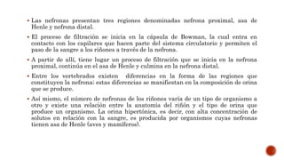  Las nefronas presentan tres regiones denominadas nefrona proximal, asa de
Henle y nefrona distal.
 El proceso de filtración se inicia en la cápsula de Bowman, la cual entra en
contacto con los capilares que hacen parte del sistema circulatorio y permiten el
paso de la sangre a los riñones a través de la nefrona.
 A partir de allí, tiene lugar un proceso de filtración que se inicia en la nefrona
proximal, continúa en el asa de Henle y culmina en la nefrona distal.
 Entre los vertebrados existen diferencias en la forma de las regiones que
constituyen la nefrona; estas diferencias se manifiestan en la composición de orina
que se produce.
 Así mismo, el número de nefronas de los riñones varía de un tipo de organismo a
otro y existe una relación entre la anatomía del riñón y el tipo de orina que
produce un organismo. La orina hipertónica, es decir, con alta concentración de
solutos en relación con la sangre, es producida por organismos cuyas nefronas
tienen asa de Henle (aves y mamíferos).
 