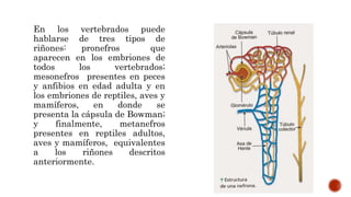 En los vertebrados puede
hablarse de tres tipos de
riñones: pronefros que
aparecen en los embriones de
todos los vertebrados;
mesonefros presentes en peces
y anfibios en edad adulta y en
los embriones de reptiles, aves y
mamíferos, en donde se
presenta la cápsula de Bowman;
y finalmente, metanefros
presentes en reptiles adultos,
aves y mamíferos, equivalentes
a los riñones descritos
anteriormente.
 