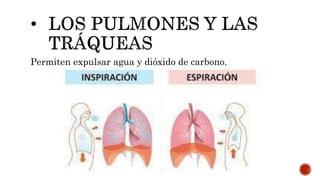 Permiten expulsar agua y dióxido de carbono.
 