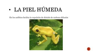 En los anfibios facilita la expulsión de dióxido de carbono difusión
 