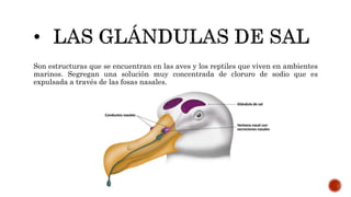 Son estructuras que se encuentran en las aves y los reptiles que viven en ambientes
marinos. Segregan una solución muy concentrada de cloruro de sodio que es
expulsada a través de las fosas nasales.
 