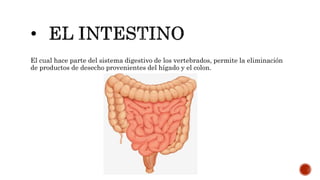 El cual hace parte del sistema digestivo de los vertebrados, permite la eliminación
de productos de desecho provenientes del hígado y el colon.
 