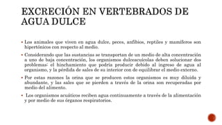  Los animales que viven en agua dulce, peces, anfibios, reptiles y mamíferos son
hipertónicos con respecto al medio.
 Considerando que las sustancias se transportan de un medio de alta concentración
a uno de baja concentración, los organismos dulceacuícolas deben solucionar dos
problemas: el hinchamiento que podría producir debido al ingreso de agua al
organismo, y la pérdida de sales de su interior con de equilibrar el medio externo.
 Por estas razones la orina que se producen estos organismos es muy diluida y
abundante, y las sales que se pierden a través de la orina son recuperadas por
medio del alimento.
 Los organismos acuáticos reciben agua continuamente a través de la alimentación
y por medio de sus órganos respiratorios.
 