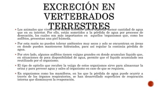  Los animales que viven en el medio terrestre deben soportar menor cantidad de agua
que en su interior. Por ello, están sometidos a la pérdida de agua por procesos de
desecación, los cuales son más importantes en aquellos 'organismos que, como los
anfibios, presentan una piel húmeda.
 Por esta razón no pueden tolerar ambientes muy secos y solo se encuentran en áreas
en donde pueden mantenerse hidratados, para así regular la continúa pérdida de
agua.
 Por otro lado, algunos anfibios tienen vejigas grandes en donde acumulan líquido que,
en situaciones de poca disponibilidad de agua, permite que el líquido acumulado sea
reutilizado por el organismo.
 El tipo de epitelio que recubre la vejiga de estos organismos sirve para almacenar la
orina y para proveer agua y sales al organismo en caso de que se requiera.
 En organismos como los mamíferos, en los que la pérdida de agua puede ocurrir a
través de los órganos respiratorios, se han desarrollado superficies de respiración
interna que disminuyen la evaporación.
 