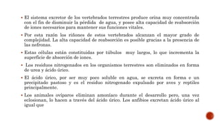  El sistema excretor de los vertebrados terrestres produce orina muy concentrada
con el fin de disminuir la pérdida de agua, y posee alta capacidad de reabsorción
de iones necesarios para mantener sus funciones vitales.
 Por esta razón los riñones de estos vertebrados alcanzan el mayor grado de
complejidad. La alta capacidad de reabsorción es posible gracias a la presencia de
las nefronas.
 Estas células están constituidas por túbulos muy largos, lo que incrementa la
superficie de absorción de iones.
 Los residuos nitrogenados en los organismos terrestres son eliminados en forma
de urea y ácido úrico.
 El ácido úrico, por ser muy poco soluble en agua, se excreta en forma e un
precipitado pastoso y es el residuo nitrogenado expulsado por aves y reptiles
principalmente.
 Los animales ovíparos eliminan amoníaco durante el desarrollo pero, una vez
eclosionan, lo hacen a través del ácido úrico. Los anfibios excretan ácido úrico al
igual que
 
