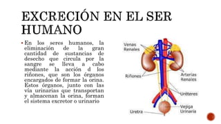  En los seres humanos, la
eliminación de la gran
cantidad de sustancias de
desecho que circula por la
sangre se lleva a cabo
mediante la acción d los
riñones, que son los órganos
encargados de formar la orina.
Estos órganos, junto con las
vía urinarias que transportan
y almacenan la orina, forman
el sistema excretor o urinario
 