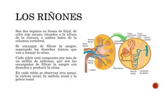 Son dos órganos en forma de fríjol, de
color rojo oscuro, situados a la altura
de la cintura, a ambos lados de la
columna vertebral.
Se encargan de filtrar la sangre,
separando los desechos tóxicos que
van a formar la orina.
Cada riñón está compuesto por más de
un millón de nefronas, que son las
encargadas de filtrar la sangre con
desechos y producir la orina.
En cada riñón se observan tres zonas:
la corteza renal, Ia médula renal y la
pelvis renal
 