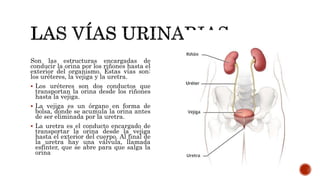 Son las estructuras encargadas de
conducir la orina por los riñones hasta el
exterior del organismo. Estas vías son:
los uréteres, la vejiga y la uretra.
 Los uréteres son dos conductos que
transportan la orina desde los riñones
hasta la vejiga.
 La vejiga es un órgano en forma de
bolsa, donde se acumula la orina antes
de ser eliminada por la uretra.
 La uretra es el conducto encargado de
transportar la orina desde la vejiga
hasta el exterior del cuerpo. Al final de
la uretra hay una válvula, llamada
esfínter, que se abre para que salga la
orina
 