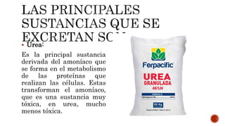  Urea:
Es la principal sustancia
derivada del amoníaco que
se forma en el metabolismo
de las proteínas que
realizan las células. Estas
transforman el amoníaco,
que es una sustancia muy
tóxica, en urea, mucho
menos tóxica.
 