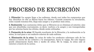 1. Filtración: La sangre llega a las nefronas, donde casi todos los compuestos que
hay disueltos en ella se filtran hacia los riñones. Cuando aumenta la circulación,
como cuando tenemos frío, llega más sangre y se produce más orina.
2. Reabsorción: Las sustancias útiles que se filtraron no se eliminan al exterior, sino
que son absorbidas nuevamente, es decir, vuelven a la sangre y son transportadas
por las arterias hasta las células, donde serán utilizadas.
3. Formación de la orina: El líquido resultante de la filtración y la reabsorción es la
orina, la cual pasa a un conducto colector de cada nefrona.
4. Eliminación de la orina: La orina de todos los conductos colectores sale de los
riñones a través de los uréteres y la transportan, hacia la vejiga. En este órgano
puede almacenarse hasta litro y medio de orina. De la vejiga, la orina sale al
exterior a través de la uretra.
 
