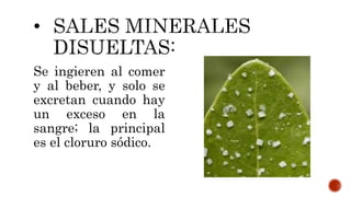 Se ingieren al comer
y al beber, y solo se
excretan cuando hay
un exceso en la
sangre; la principal
es el cloruro sódico.
 