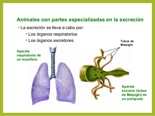 La excreción en los animales