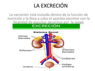 LA EXCRECIÓN
La excreción está incluida dentro de la función de
nutrición y la lleva a cabo el aparato excretor con la
finalidad de expulsar desechos por la vejiga

 