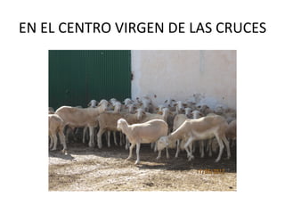 EN EL CENTRO VIRGEN DE LAS CRUCES
 