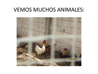 VEMOS MUCHOS ANIMALES:
 