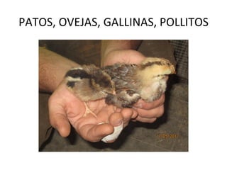 PATOS, OVEJAS, GALLINAS, POLLITOS
 